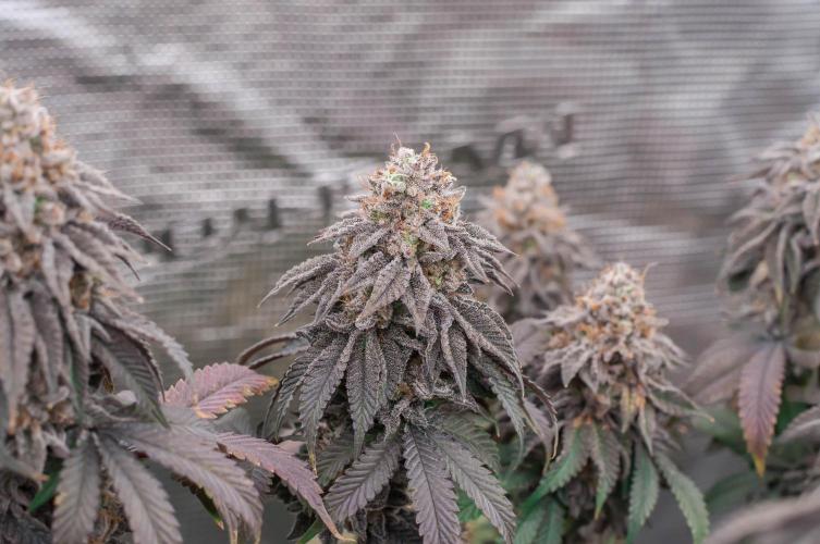 Black Cherry Gushers. Week 12