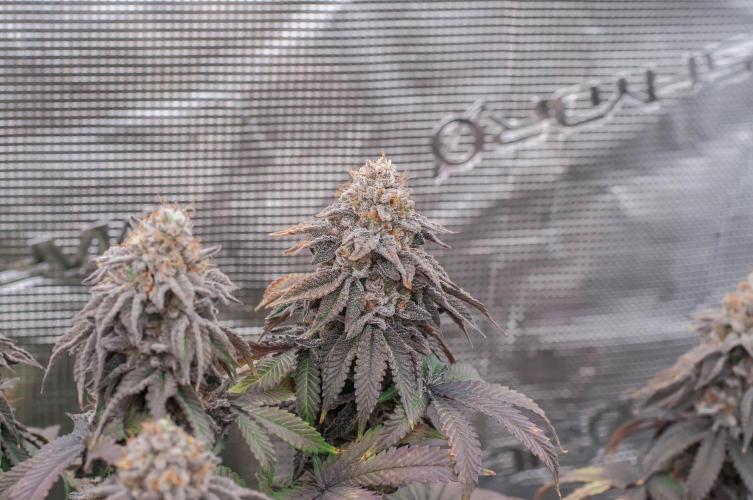 Black Cherry Gushers. Week 12