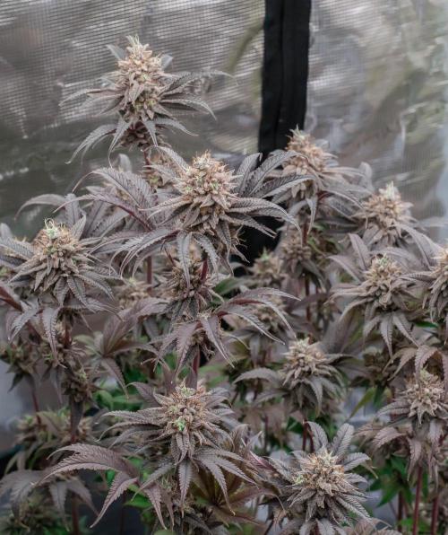 Jelly Donutz. Week 12