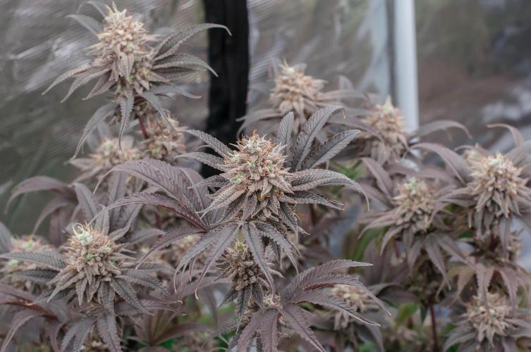 Jelly Donutz. Week 12