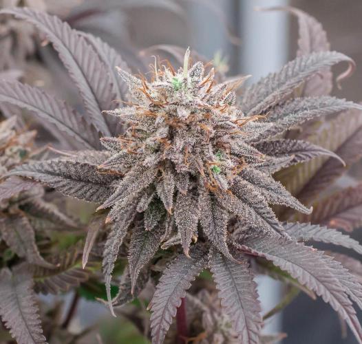 Jelly Donutz. Week 12