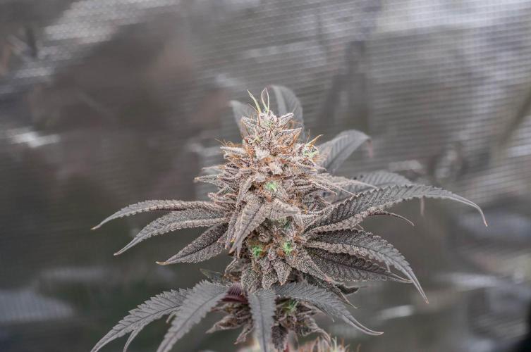 Jelly Donutz. Week 12
