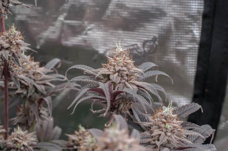 Jelly Donutz. Week 12