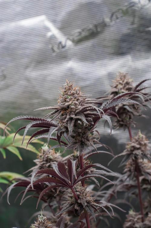 Jelly Donutz. Week 12