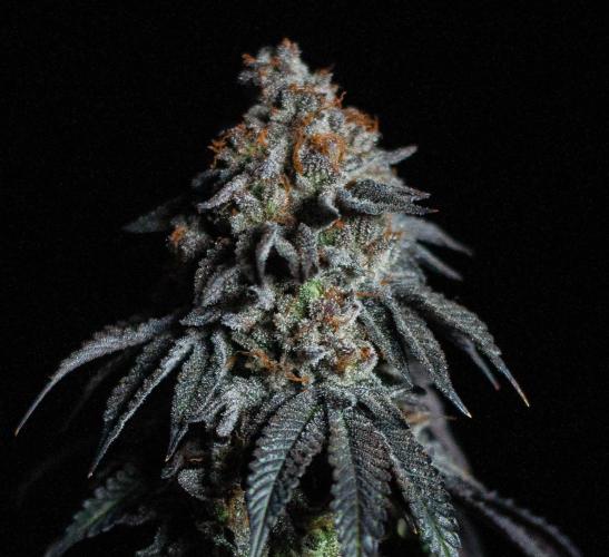 Papaya Frosting. Week 13