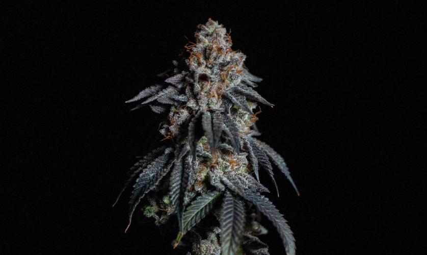 Papaya Frosting. Week 13