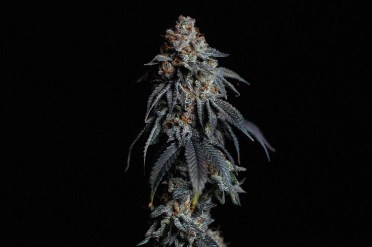 Papaya Frosting. Week 13