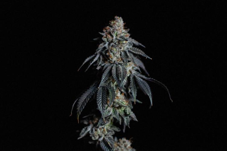Papaya Frosting. Week 13