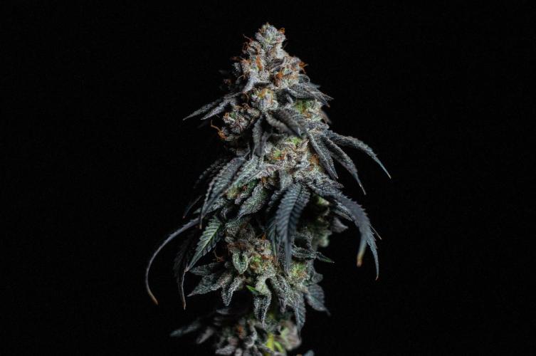 Papaya Frosting. Week 13