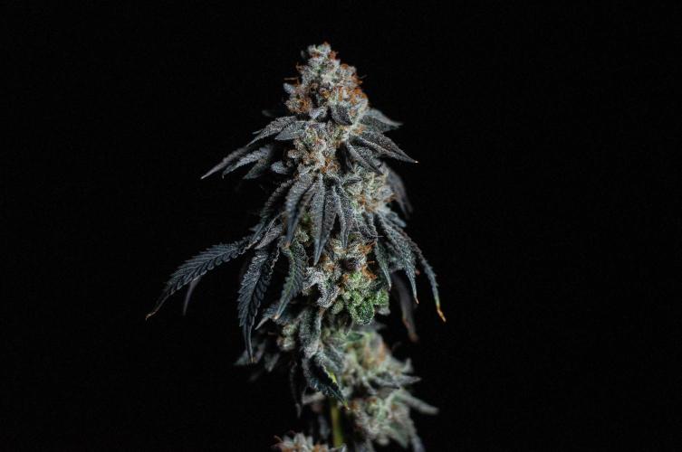 Papaya Frosting. Week 13