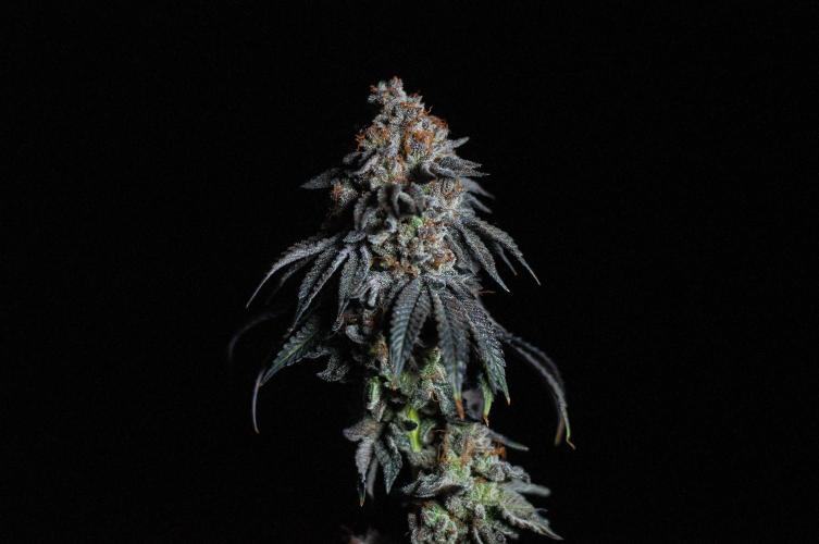 Papaya Frosting. Week 13