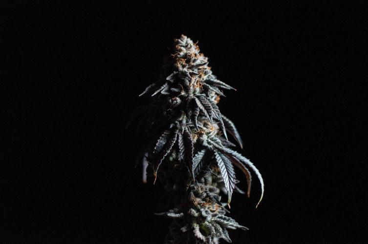 Papaya Frosting. Week 13