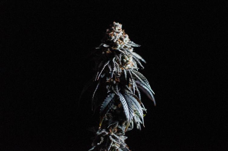 Papaya Frosting. Week 13