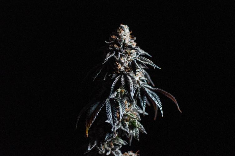 Papaya Frosting. Week 13