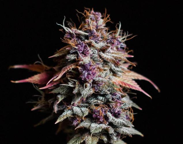 Red Hot Cookies. Week 13