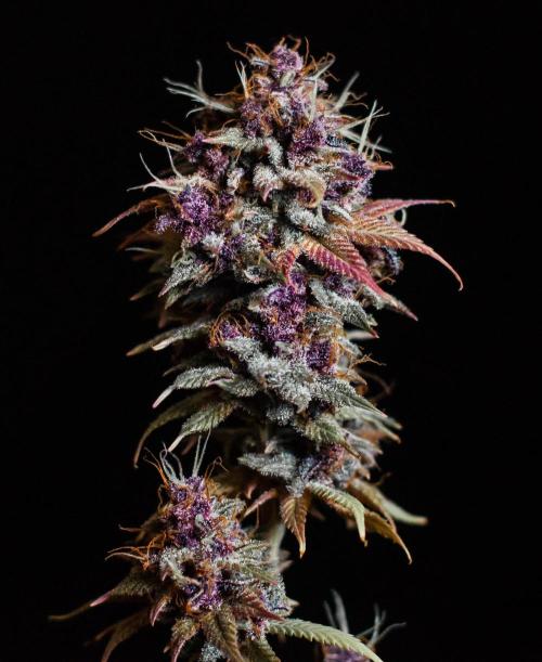 Red Hot Cookies. Week 13