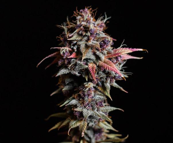 Red Hot Cookies. Week 13