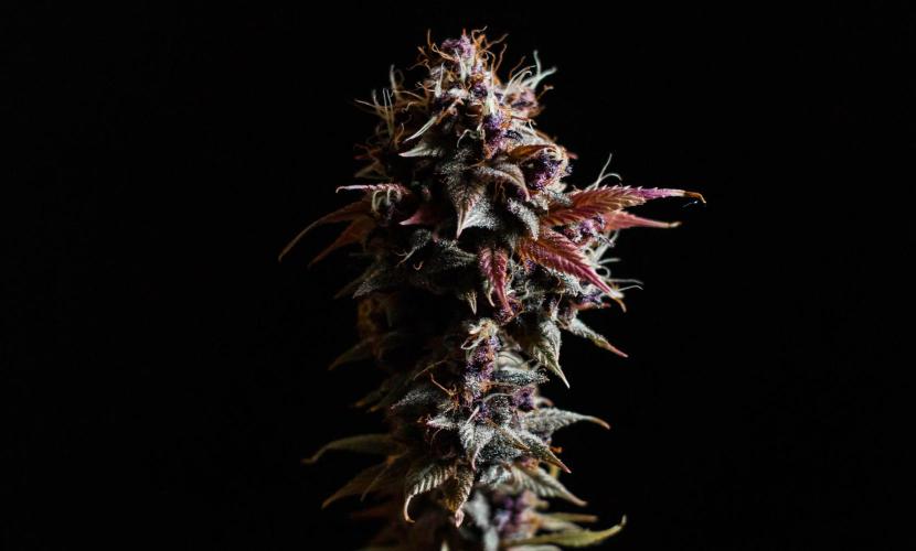 Red Hot Cookies. Week 13