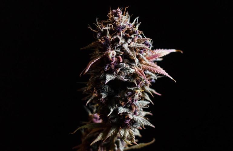 Red Hot Cookies. Week 13