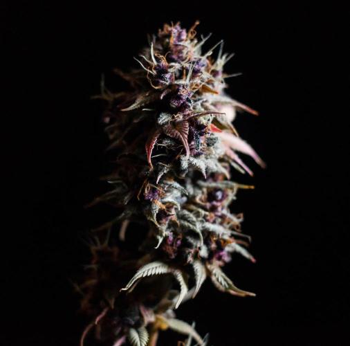 Red Hot Cookies. Week 13