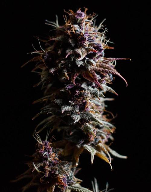 Red Hot Cookies. Week 13