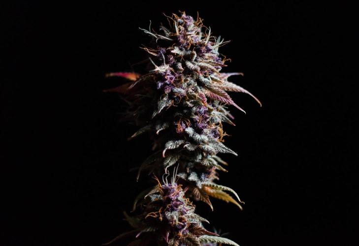 Red Hot Cookies. Week 13