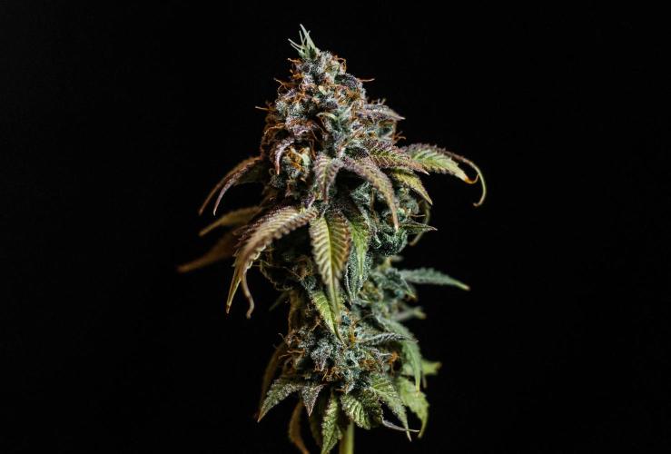 Blue Zushi. Week 13