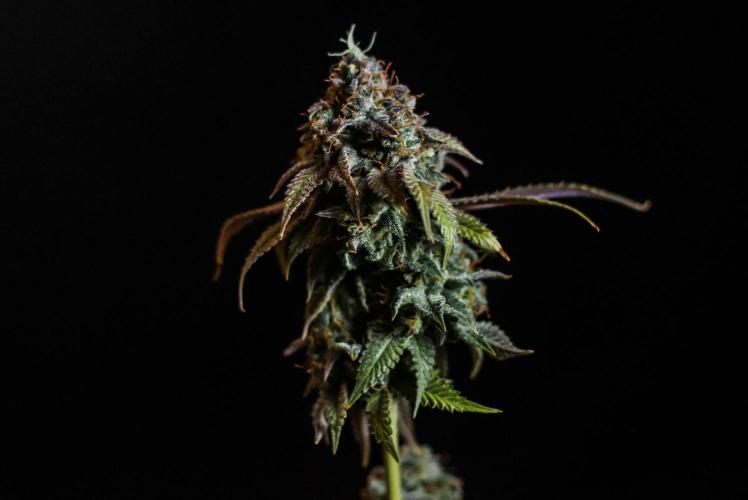 Blue Zushi. Week 13
