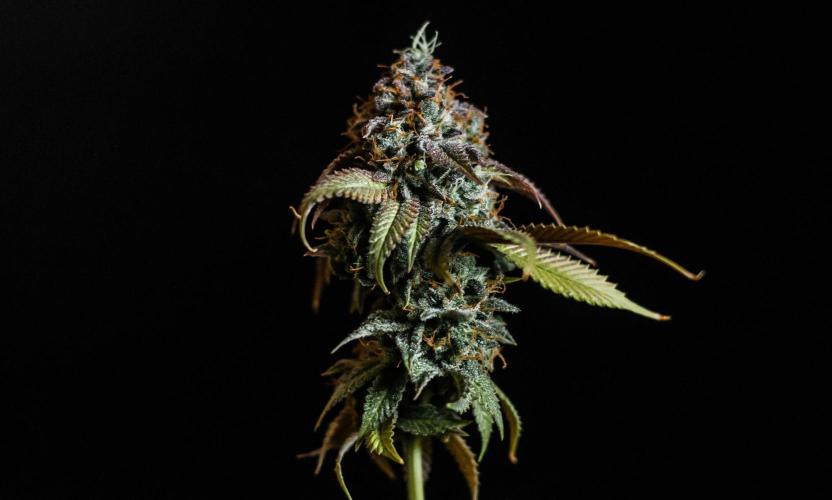 Blue Zushi. Week 13