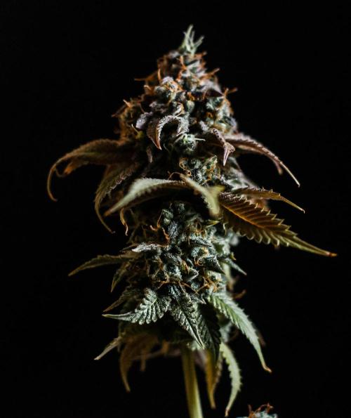 Blue Zushi. Week 13
