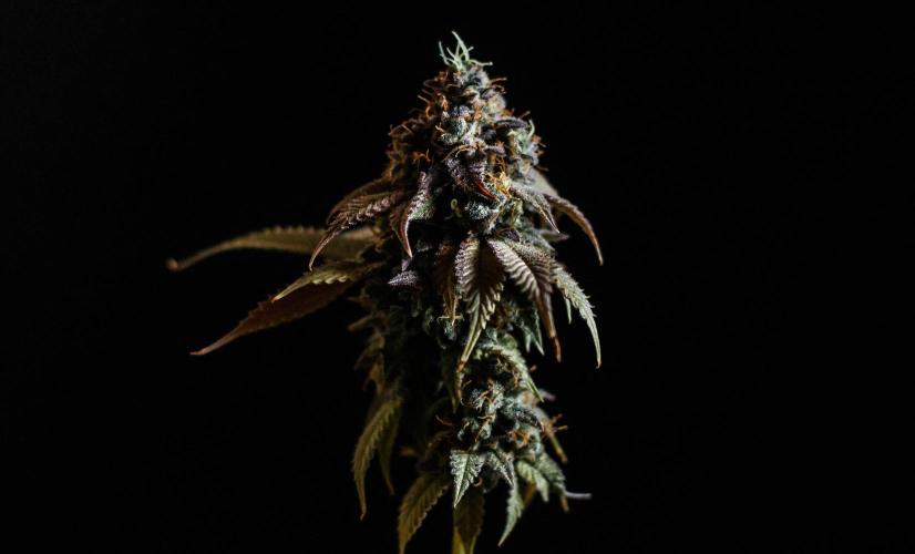 Blue Zushi. Week 13