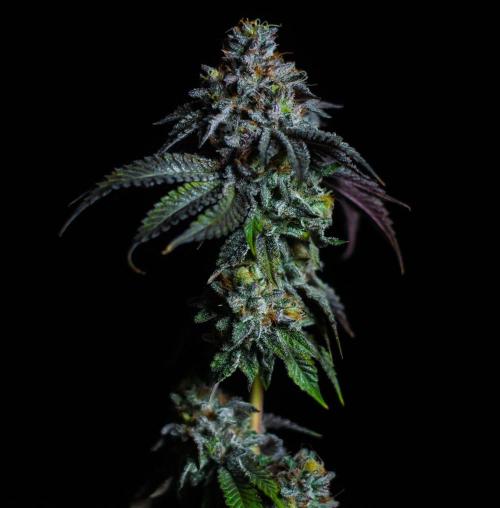 Jelly Breath S1. Week 13