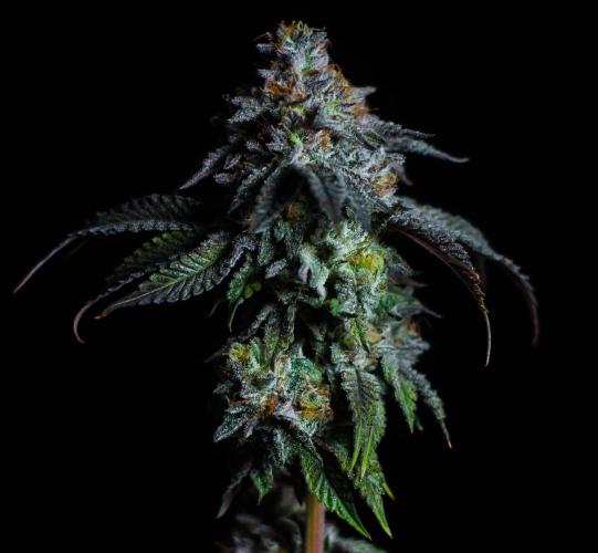 Jelly Breath S1. Week 13