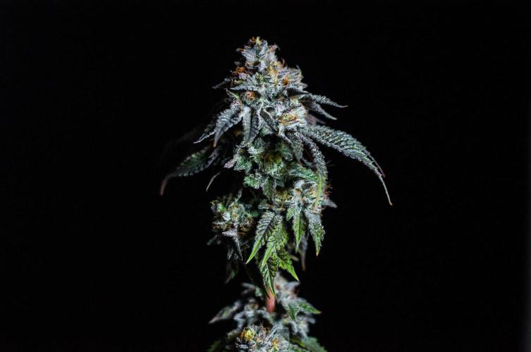 Jelly Breath S1. Week 13