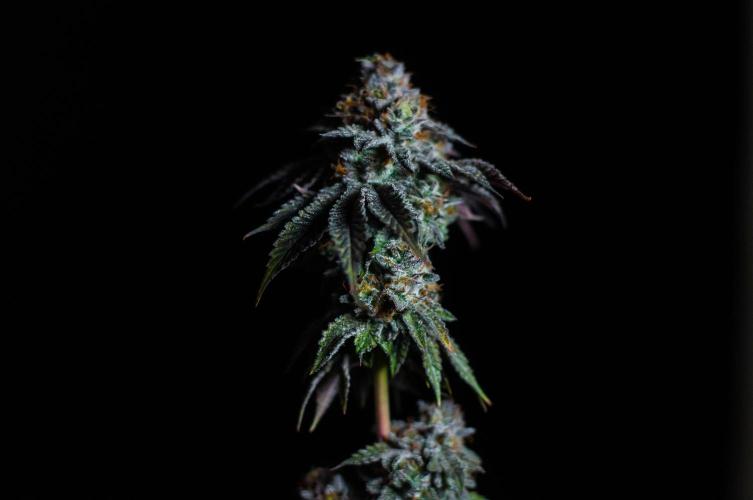 Jelly Breath S1. Week 13