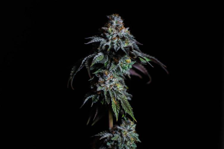 Jelly Breath S1. Week 13