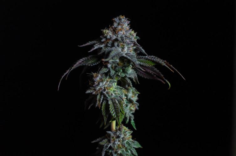 Jelly Breath S1. Week 13