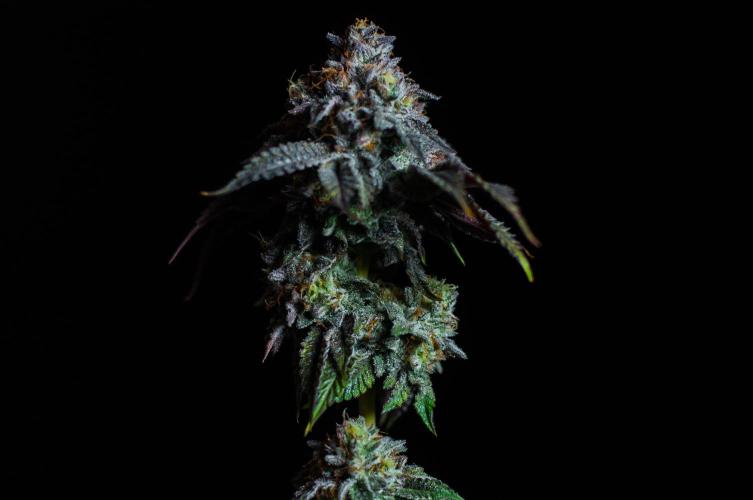 Jelly Breath S1. Week 13