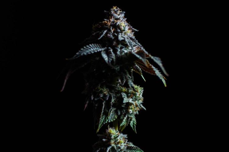 Jelly Breath S1. Week 13