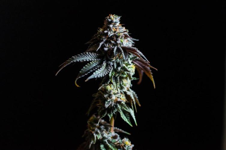 Jelly Breath S1. Week 13