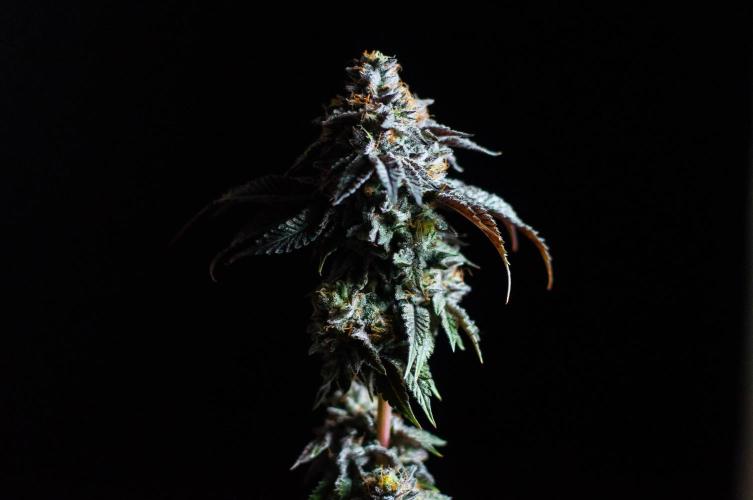 Jelly Breath S1. Week 13