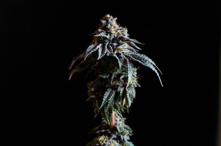 Jelly Breath S1. Week 13