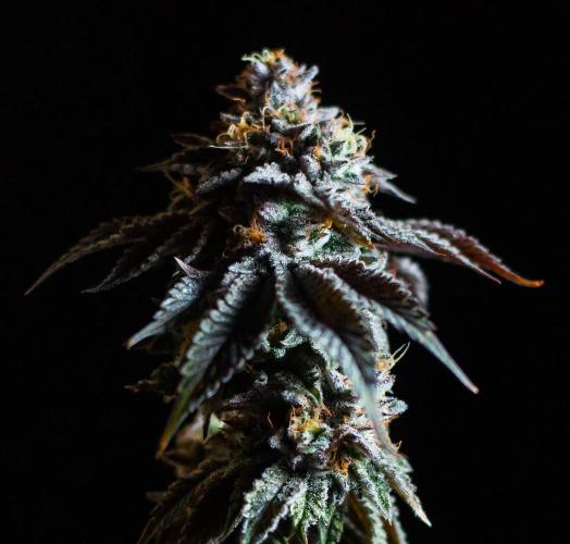 Jelly Breath S1. Week 13