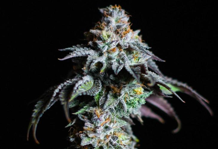 Jelly Breath S1. Week 13