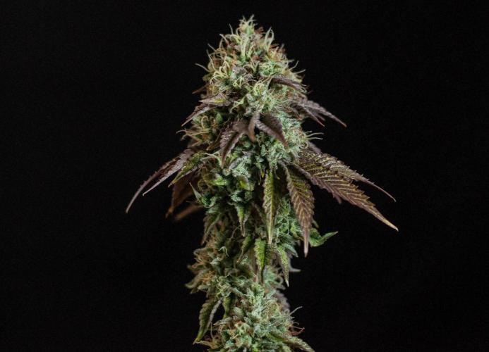 Black Cherry Gushers. Week 13