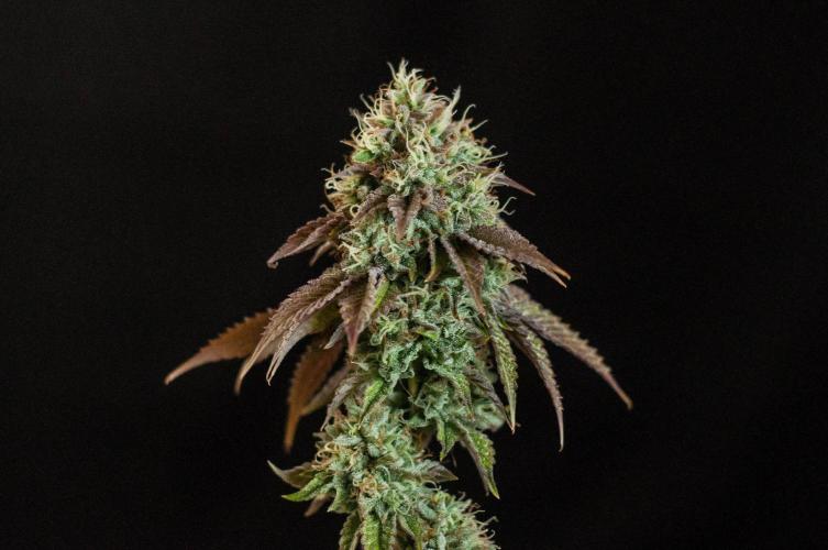 Black Cherry Gushers. Week 13