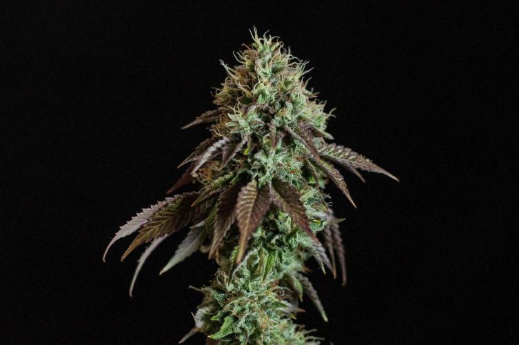 Black Cherry Gushers. Week 13