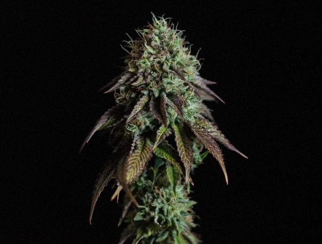 Black Cherry Gushers. Week 13