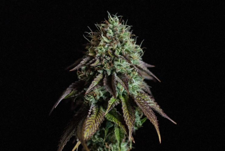 Black Cherry Gushers. Week 13