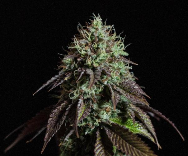Black Cherry Gushers. Week 13